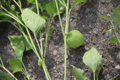 Physalis ixocarpa