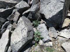 Physochlaina orientalis