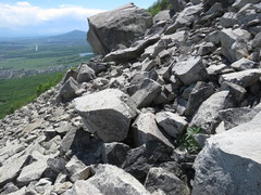 Physochlaina orientalis