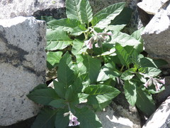 Physochlaina orientalis