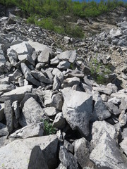 Physochlaina orientalis