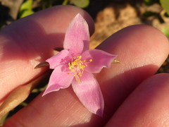 Anacampseros retusa