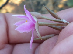 Anacampseros retusa