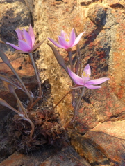 Anacampseros retusa