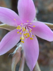 Anacampseros retusa