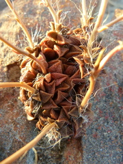 Anacampseros retusa