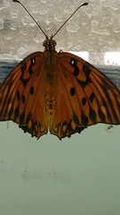 Dione vanillae