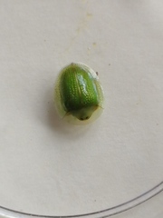 Aspidimorpha siticulosa