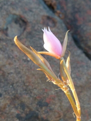 Anacampseros retusa