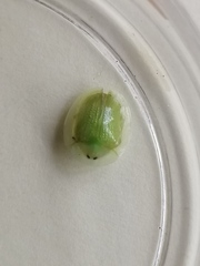 Aspidimorpha siticulosa