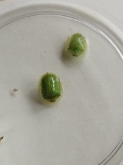 Aspidimorpha siticulosa