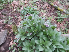 Physochlaina orientalis