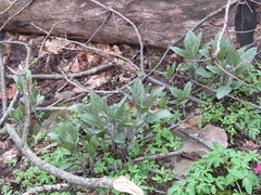 Physochlaina orientalis
