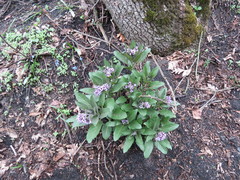Physochlaina orientalis