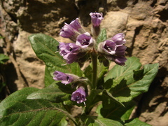 Physochlaina orientalis