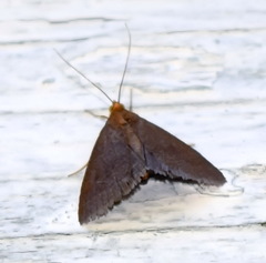 Evergestis aenealis