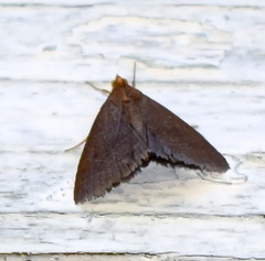 Evergestis aenealis