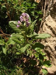 Physochlaina orientalis