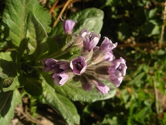 Physochlaina orientalis