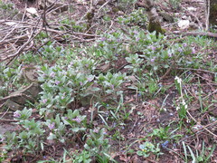Physochlaina orientalis