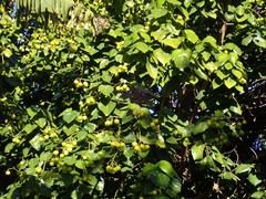 Hernandia nymphaeifolia