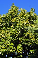 Hernandia nymphaeifolia