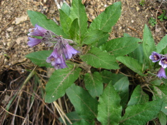 Physochlaina orientalis