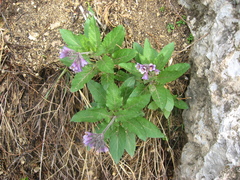 Physochlaina orientalis