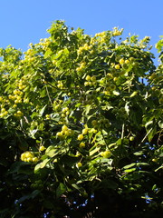 Hernandia nymphaeifolia