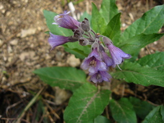 Physochlaina orientalis