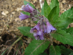 Physochlaina orientalis