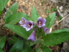 Physochlaina orientalis