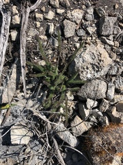 Senecio lycopodioides