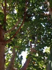 Hernandia nymphaeifolia