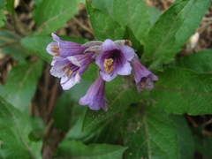 Physochlaina orientalis