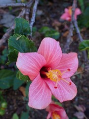 Hibiscus fragilis