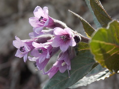 Physochlaina orientalis