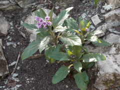 Physochlaina orientalis