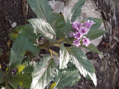 Physochlaina orientalis