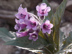 Physochlaina orientalis