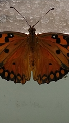 Dione vanillae