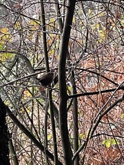Troglodytes pacificus pacificus