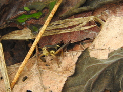 Huastecacris truncatipennis