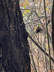 Troglodytes pacificus pacificus