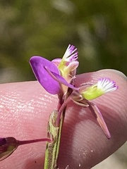 Polygala triquetra