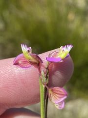 Polygala triquetra