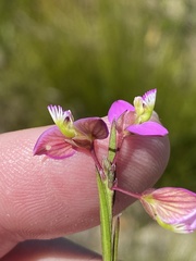 Polygala triquetra