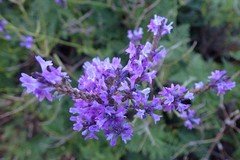 Lavandula canariensis