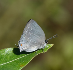 Strephonota tephraeus