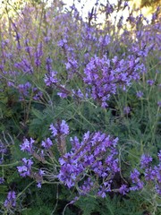 Lavandula canariensis